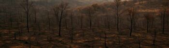 El fuego ha destruido hábitats críticos para especies protegidas