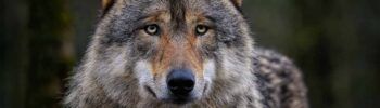 Lobo